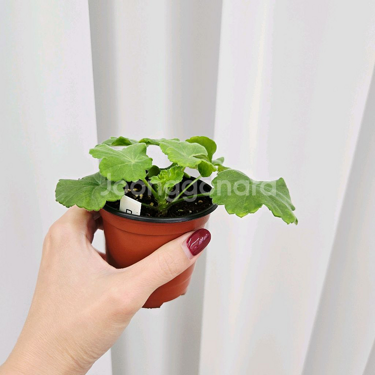 매드펄로즈 제라늄--2