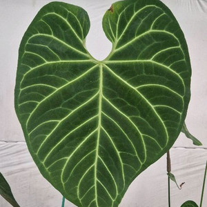 안스리움리갈레다크폼