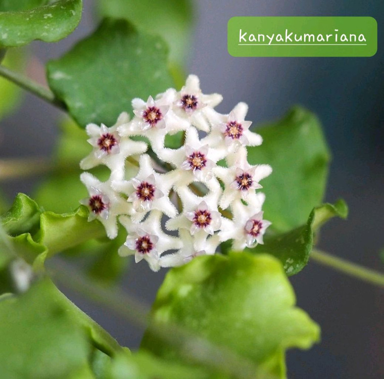 호야 칸야쿠 마리아나--2