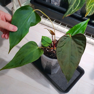 안스리움 sp.nov.Df.