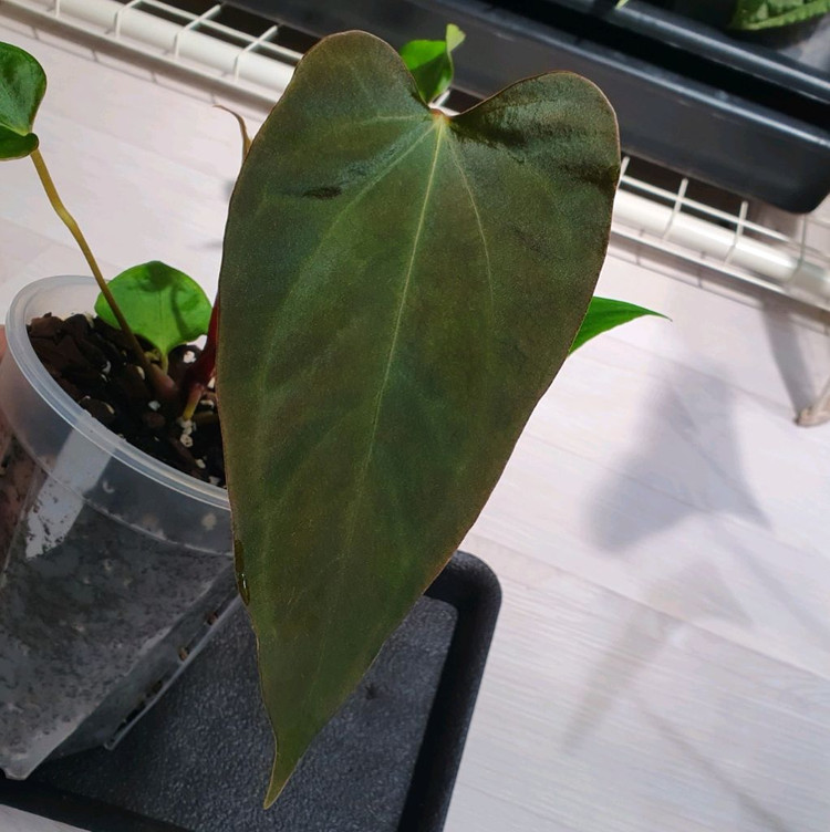 안스리움 sp.nov.Df.--1