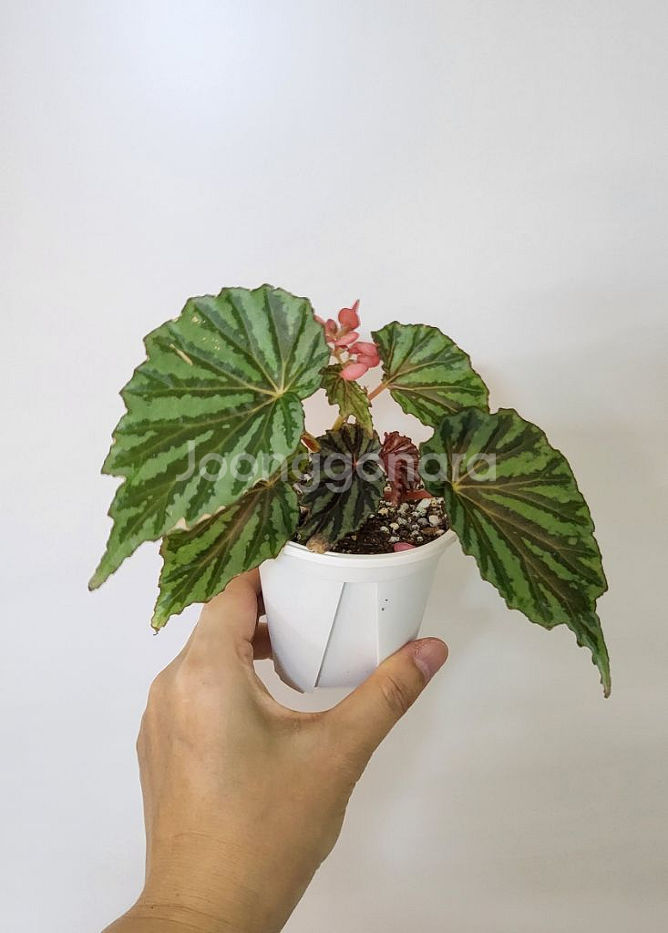 베고니아 이렌자야 이리안자야--0