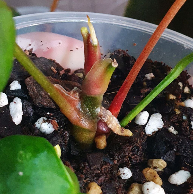 안스리움 미드나잇벨벳 OC--2