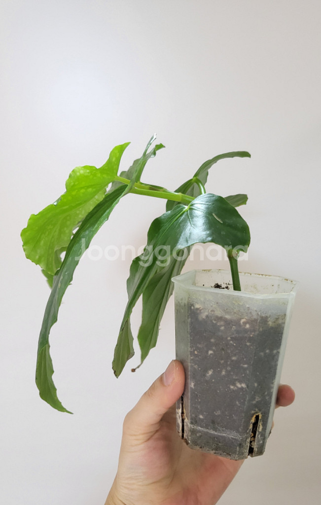 베고니아 오렌지 루브라--1