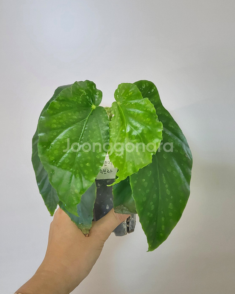 베고니아 오렌지 루브라--0