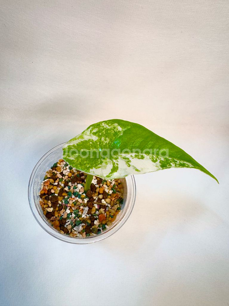 알로카시아 심포 화이트 알보 바리에가타--1