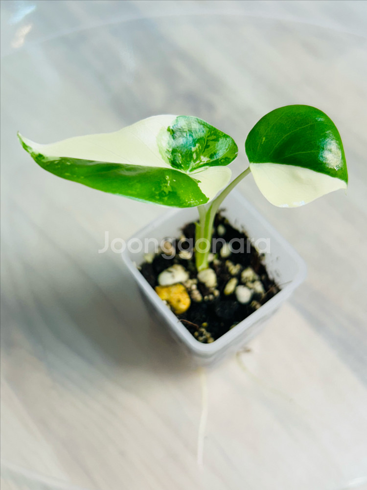 알로카시아 마크로리자 바리에가타--0