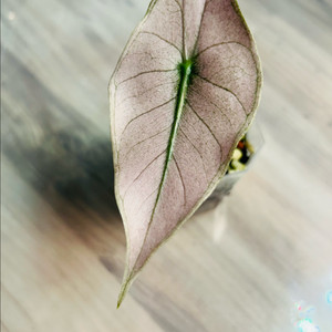 알로카시아 핑크드래곤 바리에가타