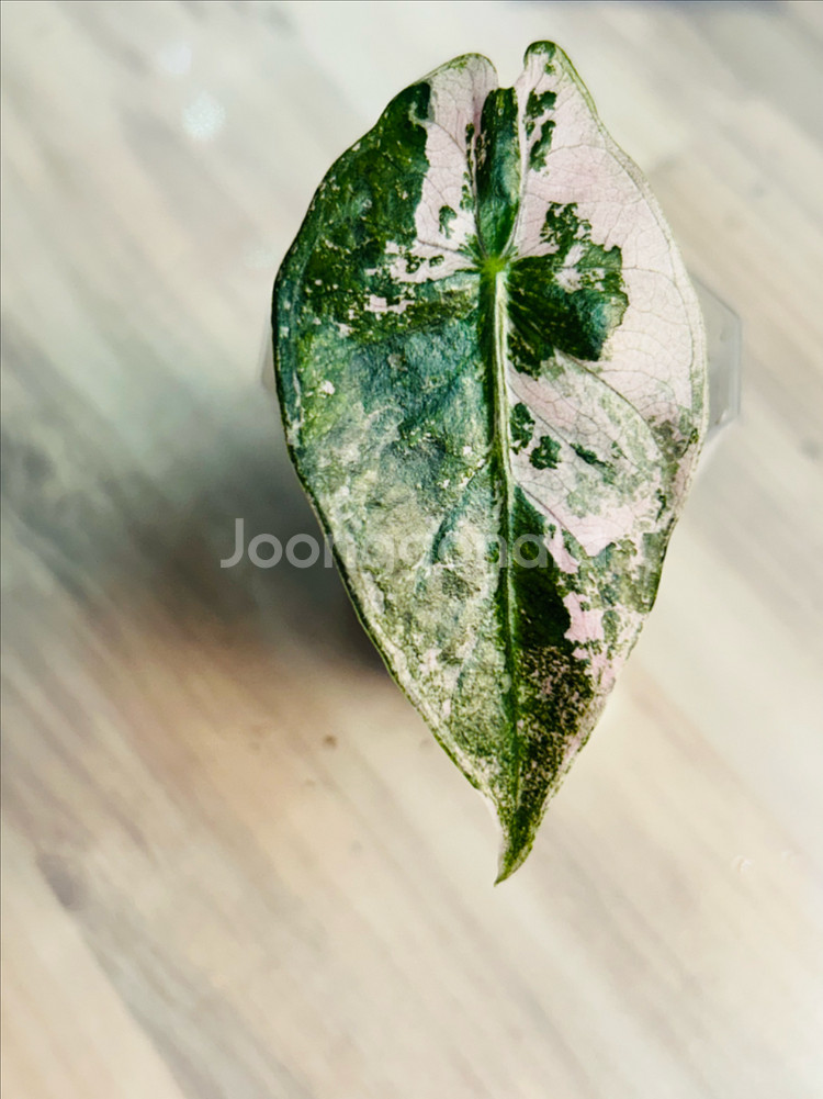 알로카시아 핑크드래곤 바리에가타--0