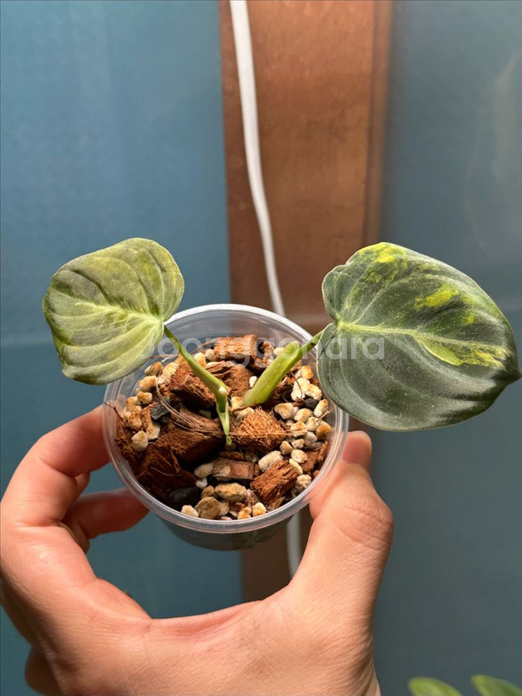 필로덴드론 멜라노크리섬 바리에가타 2개체--0