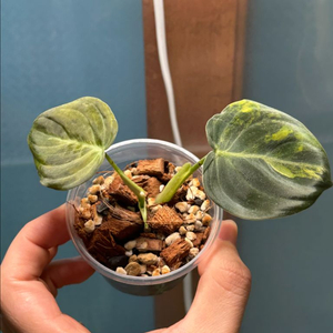 필로덴드론 멜라노크리섬 바리에가타 2개체