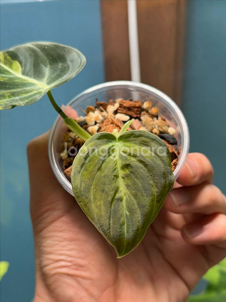 필로덴드론 멜라노크리섬 바리에가타 2개체--1