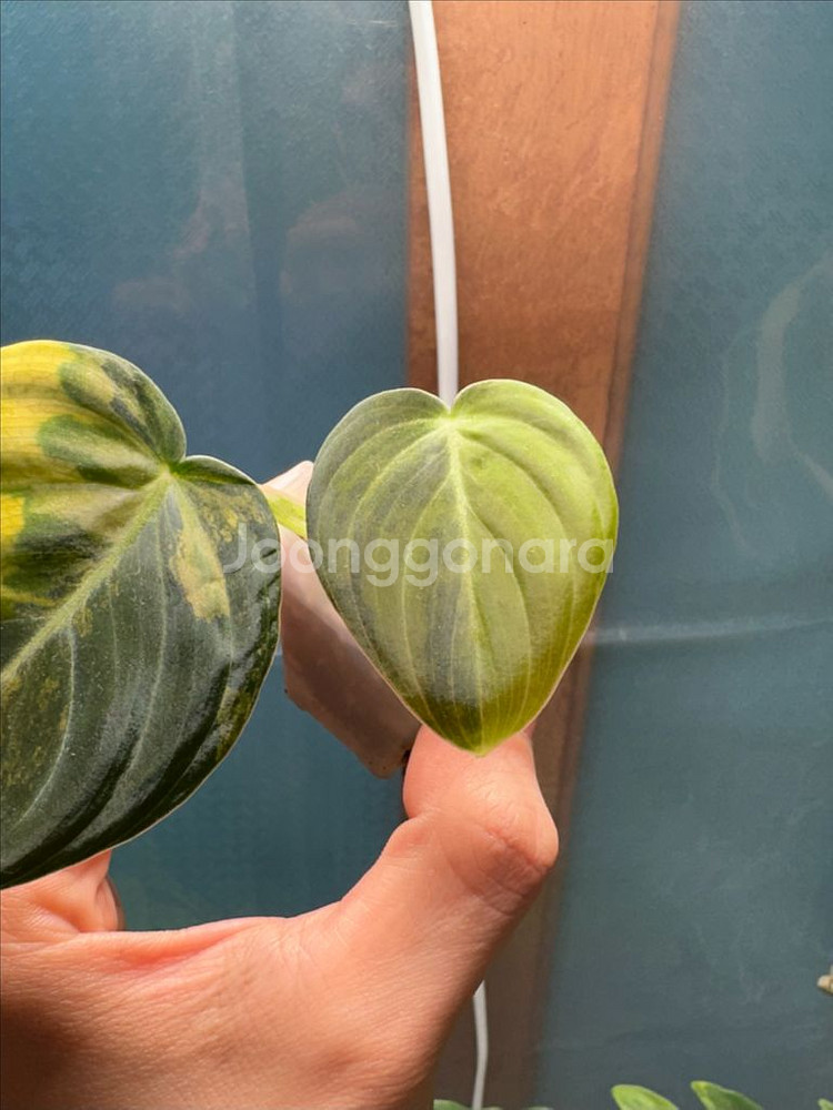 필로덴드론 멜라노크리섬 바리에가타 2개체--3