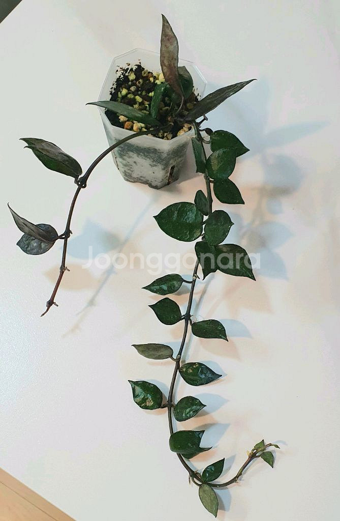 호야 크로니아나 블랙--0