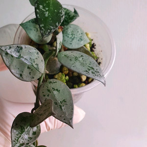 호야 크로니아나 슈퍼에스키모