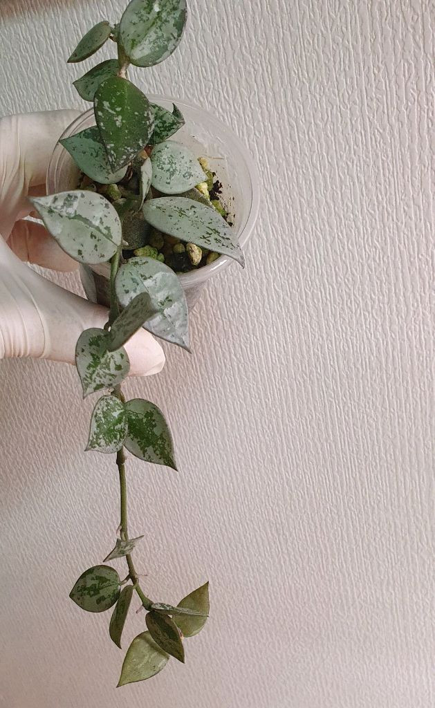 호야 크로니아나 슈퍼에스키모--1