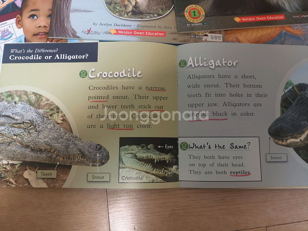 플라이가이즈, 영어사전--2