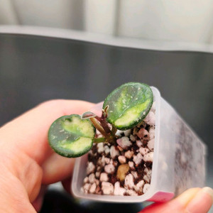 호야 마틸드바리에가타