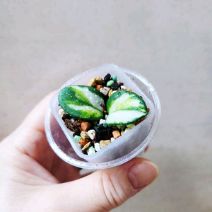 호야마틸드바리에가타