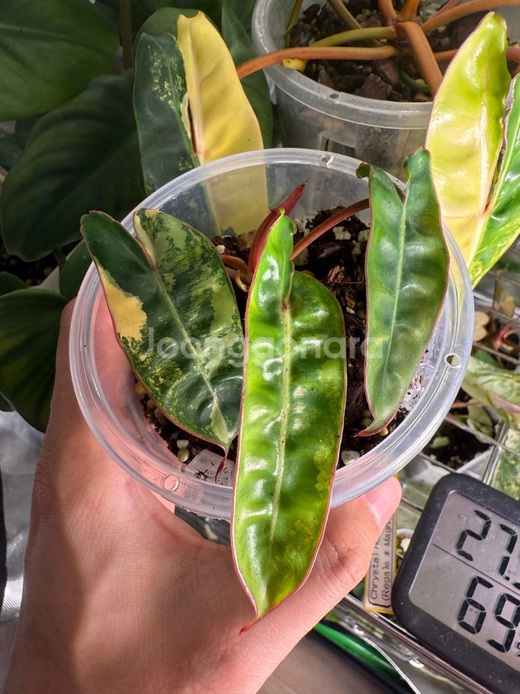 필로덴드론 빌리에티에 바리에가타--0