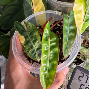 필로덴드론 빌리에티에 바리에가타