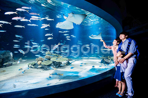 제주 아쿠아플라넷 대인 1매--0