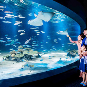 제주 아쿠아플라넷 대인 1매