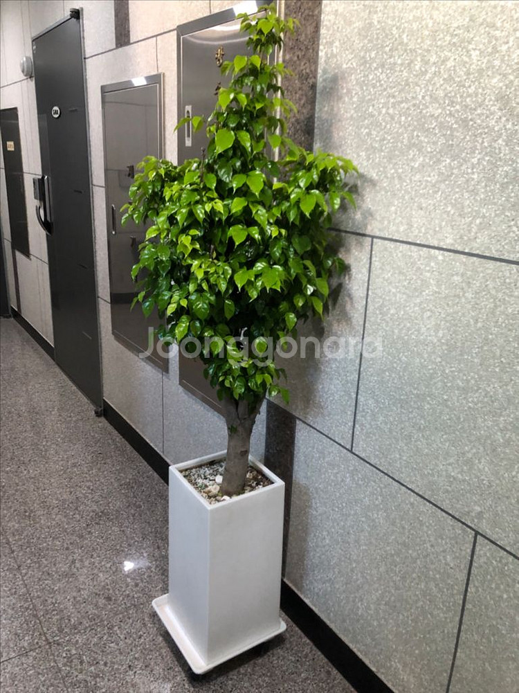 서울 녹번수 공기정화 나무 식물--0