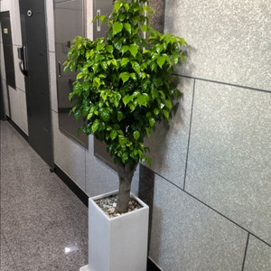 서울 녹번수 공기정화 나무 식물