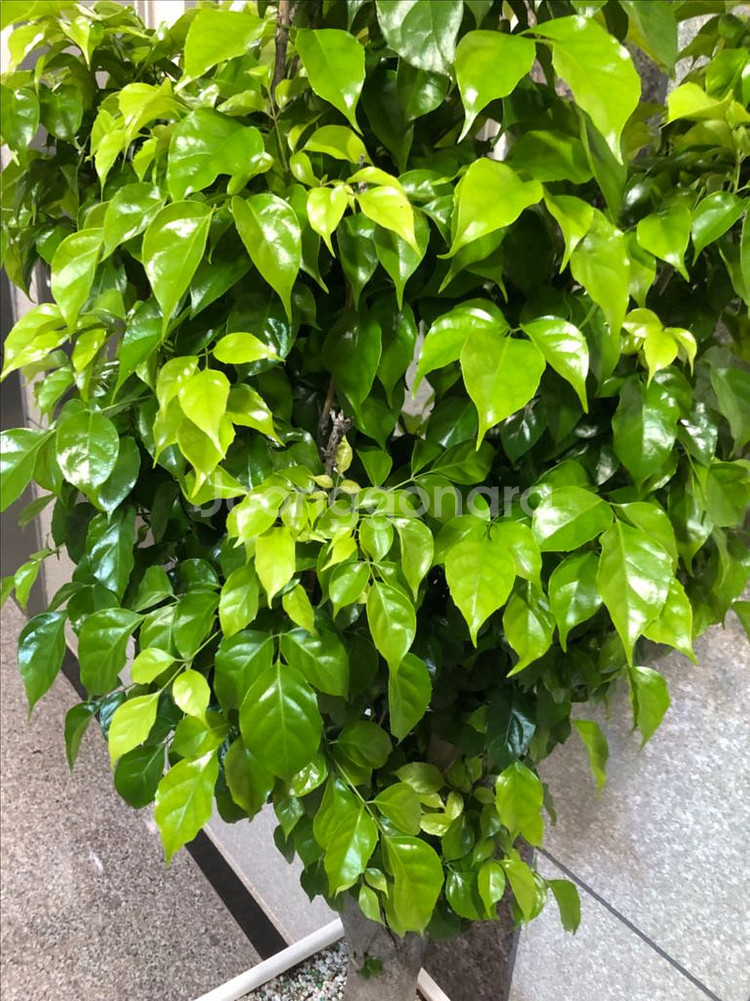 서울 녹번수 공기정화 나무 식물--1