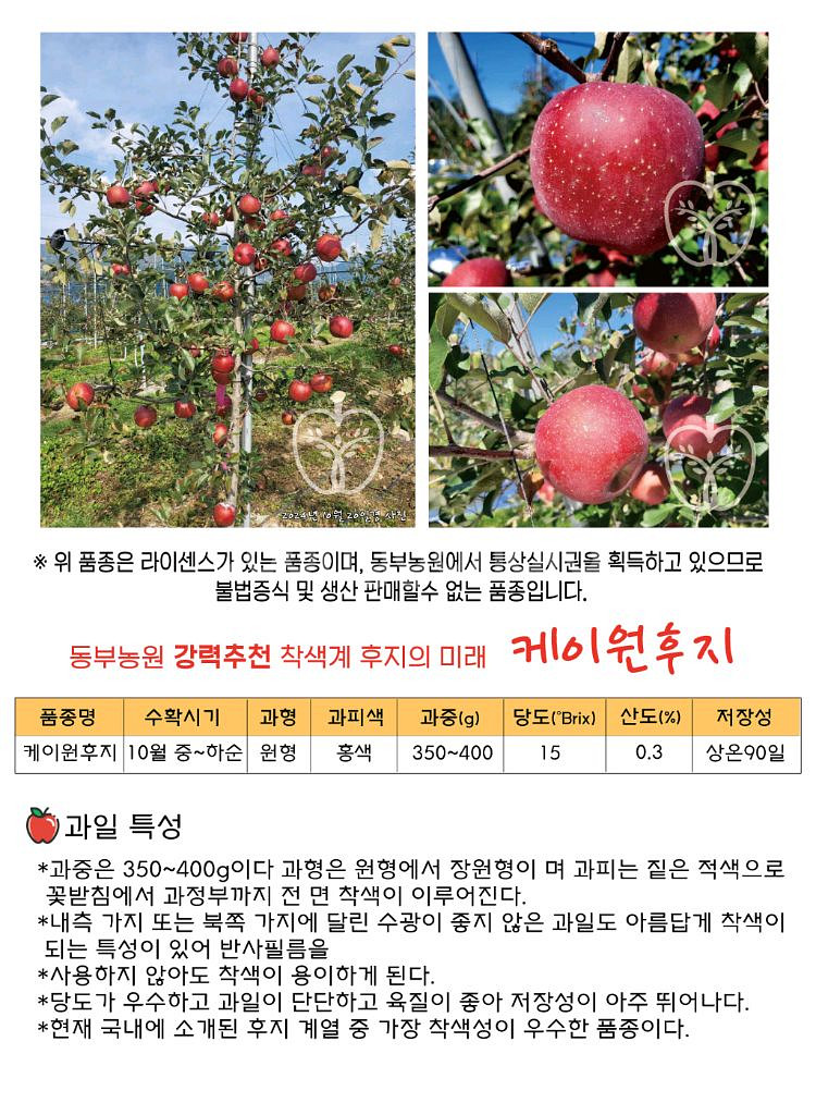 사과묘목 케이원(K1)후지 착색•저장성 면에서 최고--1