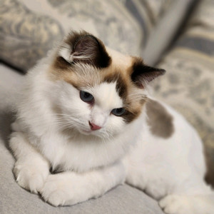 고양이 무료분양 합니다