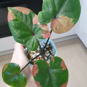 칼라디움 핑크 컨티넨탈