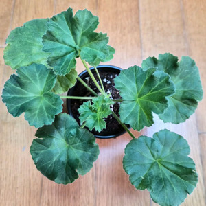 아스트리드 제라늄