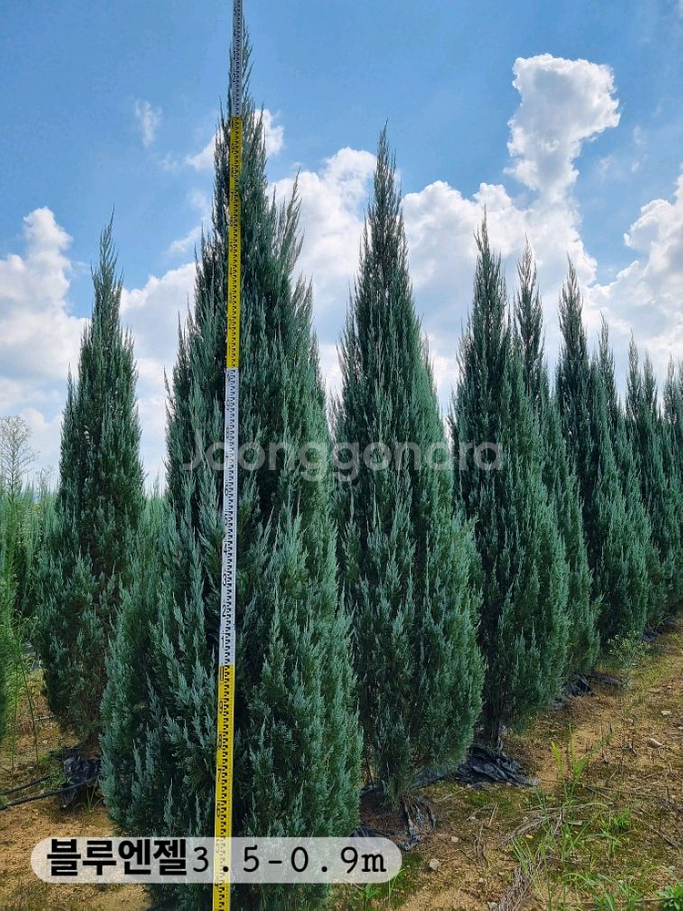 블루엔젤 조경수 판매 1m~3.5m 전규격 보유--0