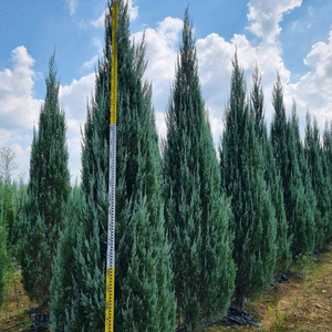 블루엔젤 조경수 판매 1m~3.5m 전규격 보유