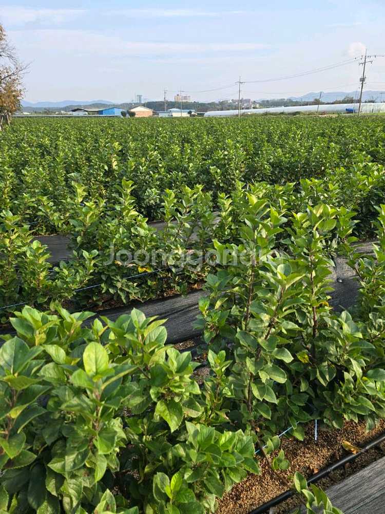 사과묘목 M9 무병대목 판매 경산사고묘목전문--0