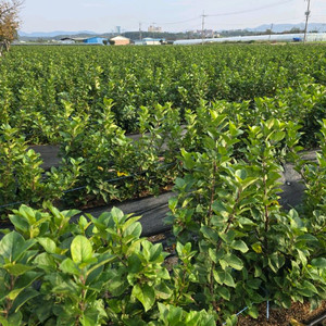 사과묘목 M9 무병대목 판매 경산사고묘목전문