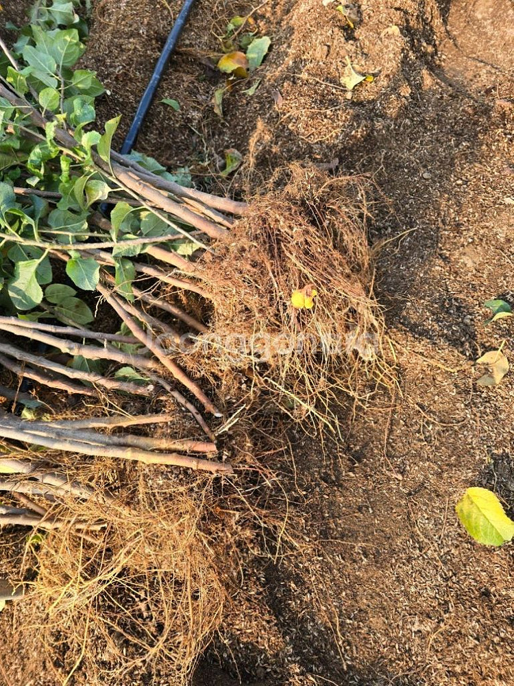 사과묘목 M9 무병대목 판매 경산사고묘목전문--1