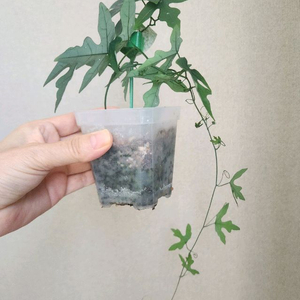 아데니아 키르키