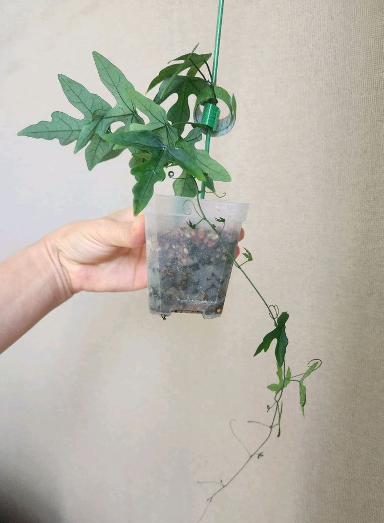 아데니아 키르키--1