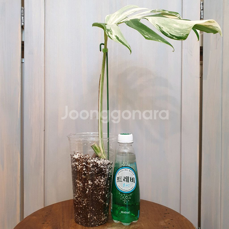몬스테라 보르시지아나 알보 바리에가타 #잎22cm--1