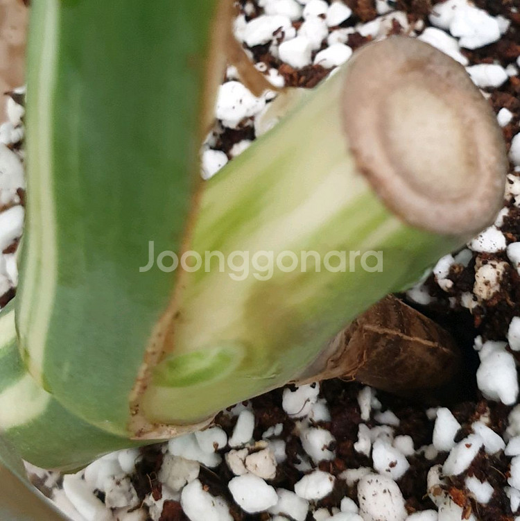 몬스테라 보르시지아나 알보 바리에가타 #잎22cm--4