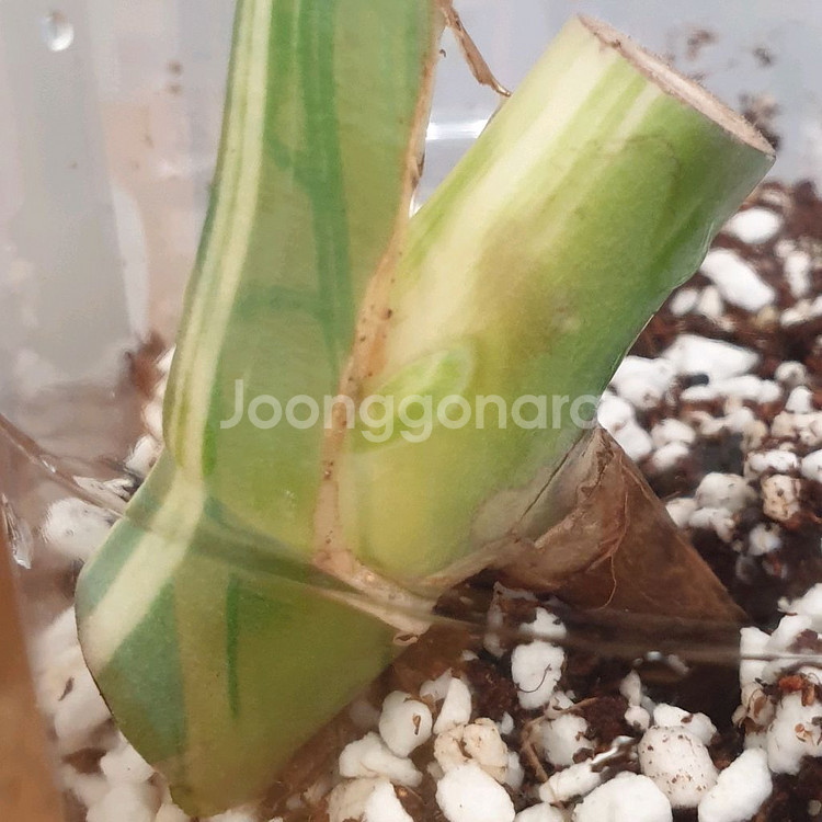 몬스테라 보르시지아나 알보 바리에가타 #잎22cm--3