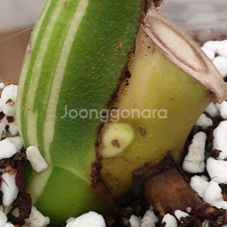몬스테라 보르시지아나 알보 바리에가타 #잎26cm--3