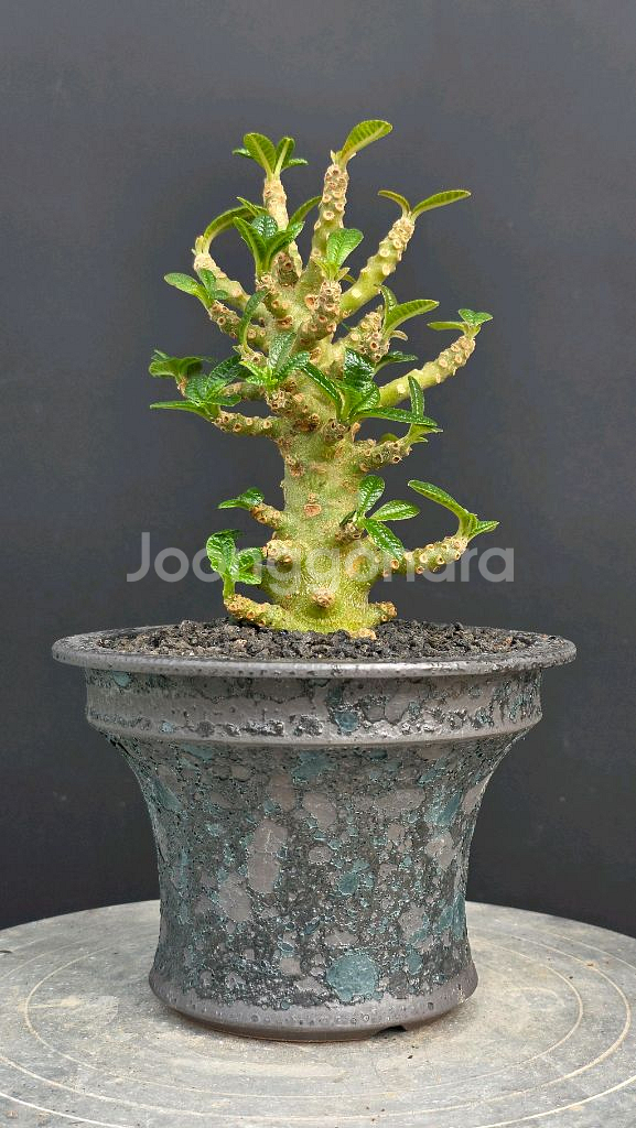 미니기가스 에버넘 칵티패스 미라빌리스 아프리카식물--0