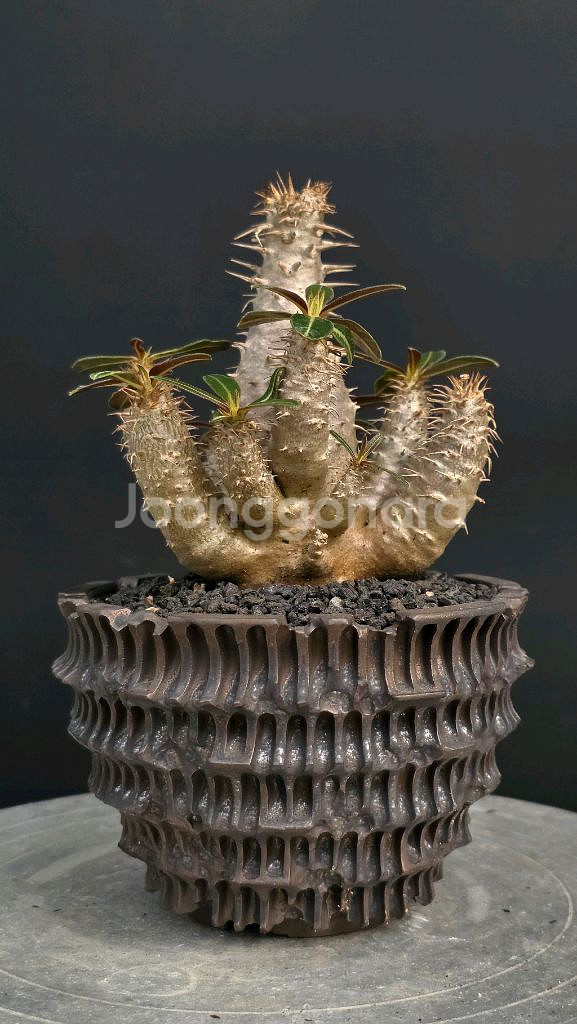 미니기가스 에버넘 칵티패스 미라빌리스 아프리카식물--2