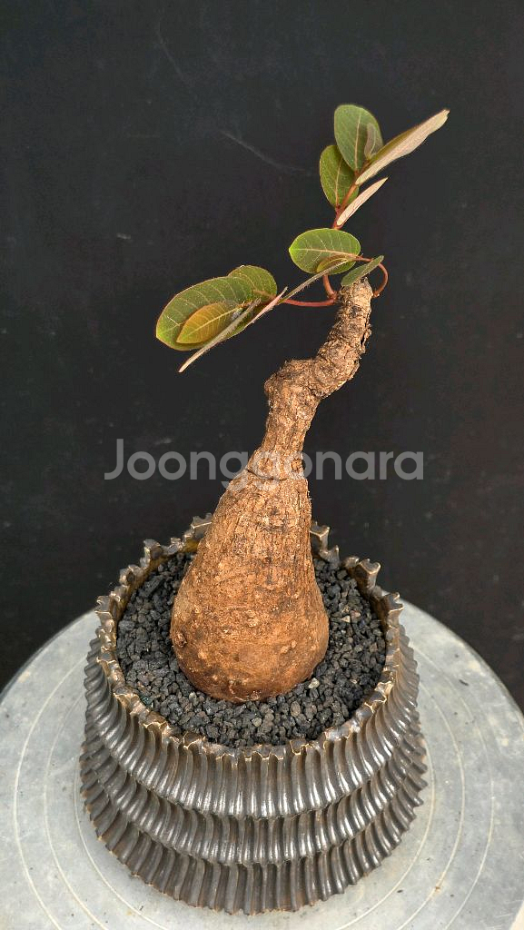 미니기가스 에버넘 칵티패스 미라빌리스 아프리카식물--4