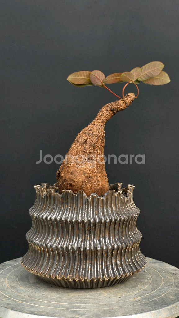 미니기가스 에버넘 칵티패스 미라빌리스 아프리카식물--3