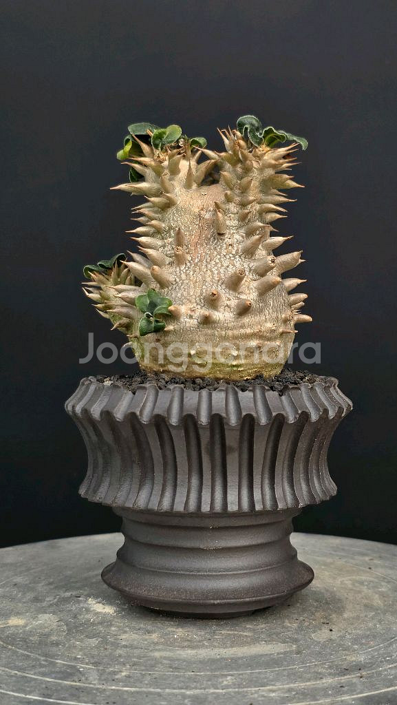 미니기가스 에버넘 칵티패스 미라빌리스 아프리카식물--1